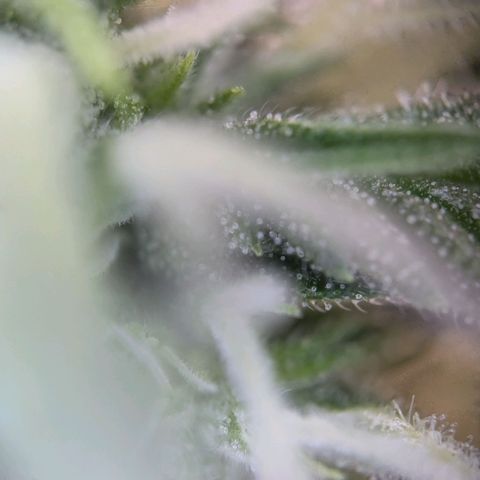 Strawberry Cough Auto (erste Pflanze) growlog timeline photo