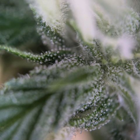 Strawberry Cough Auto (erste Pflanze) growlog timeline photo