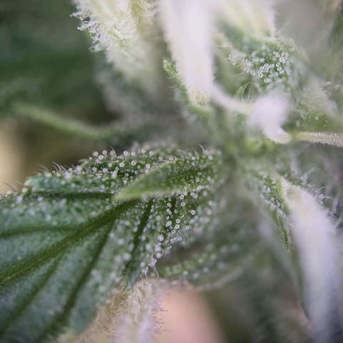 Strawberry Cough Auto (erste Pflanze) growlog timeline photo