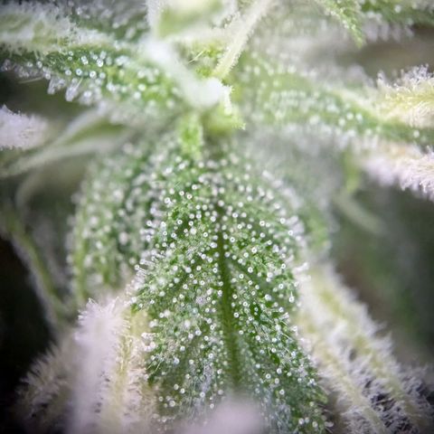Strawberry Cough Auto (erste Pflanze) growlog timeline photo