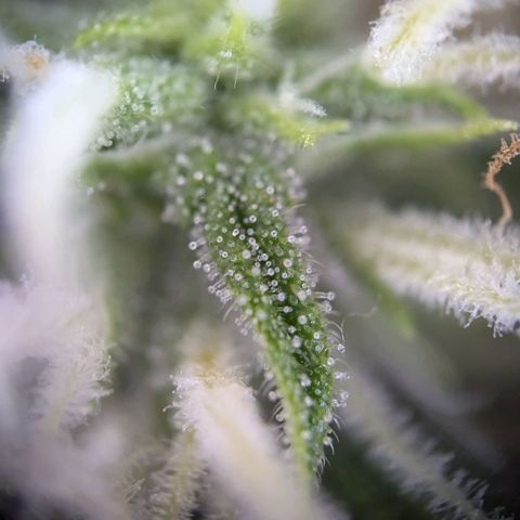 Strawberry Cough Auto (erste Pflanze) growlog timeline photo