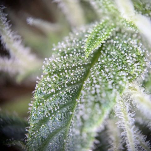 Strawberry Cough Auto (erste Pflanze) growlog timeline photo