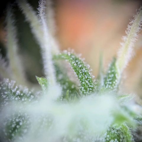 Strawberry Cough Auto (erste Pflanze) growlog timeline photo