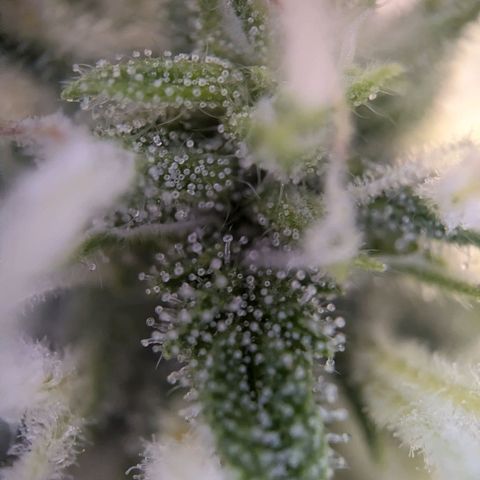 Strawberry Cough Auto (erste Pflanze) growlog timeline photo