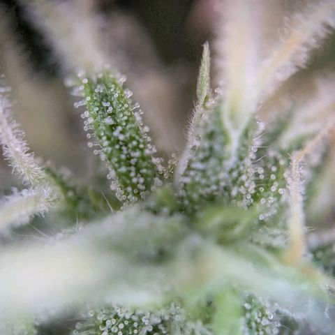 Strawberry Cough Auto (erste Pflanze) growlog timeline photo