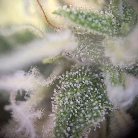 Strawberry Cough Auto (erste Pflanze) growlog timeline photo