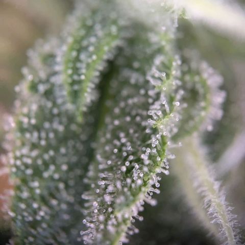 Strawberry Cough Auto (erste Pflanze) growlog timeline photo