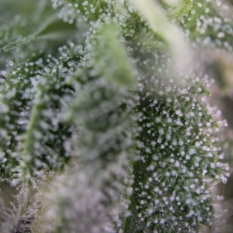 Strawberry Cough Auto (erste Pflanze) growlog timeline photo