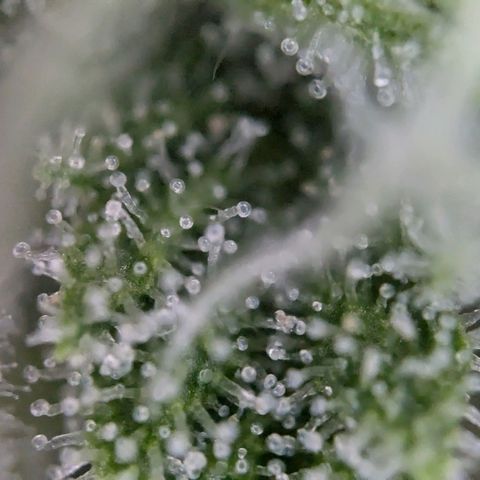 Strawberry Cough Auto (erste Pflanze) growlog timeline photo