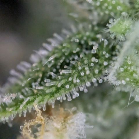 Strawberry Cough Auto (erste Pflanze) growlog timeline photo