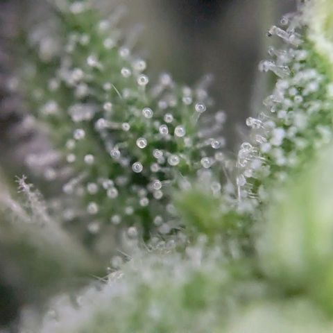 Strawberry Cough Auto (erste Pflanze) growlog timeline photo