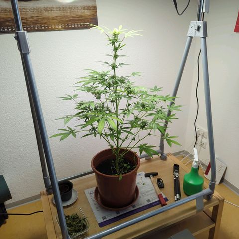 Strawberry Cough Auto (erste Pflanze) growlog timeline photo