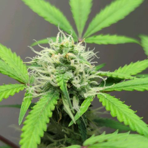 Strawberry Cough Auto (erste Pflanze) growlog timeline photo