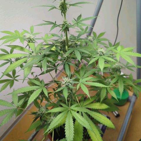 Strawberry Cough Auto (erste Pflanze) growlog timeline photo