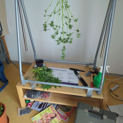 Strawberry Cough Auto (erste Pflanze) growlog timeline photo