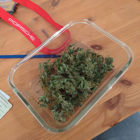 Strawberry Cough Auto (erste Pflanze) growlog timeline photo