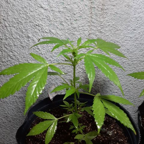 MANDARINE KUSH growlog photo: Jabón Potasio 