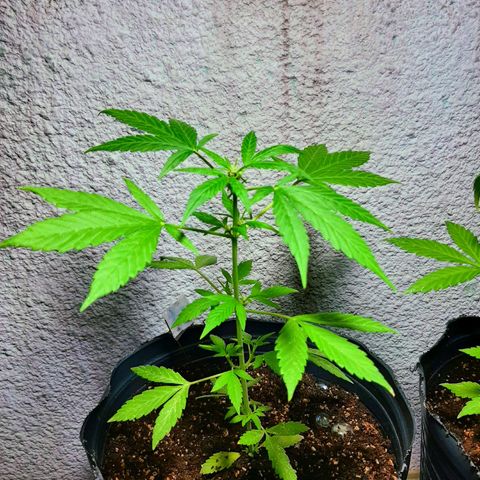 MANDARINE KUSH growlog timeline photo