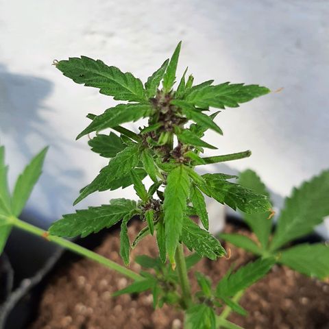MANDARINE KUSH growlog photo: Pre flora - corte apical 
