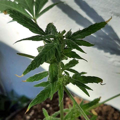 MANDARINE KUSH growlog photo: Pre flora - corte apical 