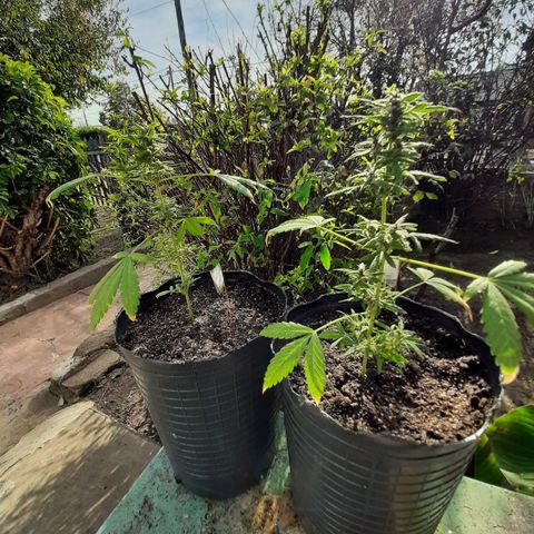 MANDARINE KUSH growlog photo: Nacimiento de pitilos y flores 