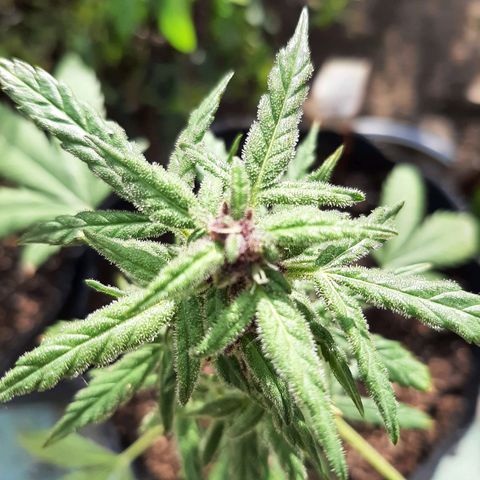 MANDARINE KUSH growlog photo: Nacimiento de pitilos y flores 