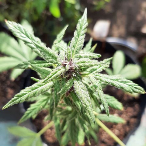 MANDARINE KUSH growlog photo: Nacimiento de pitilos y flores 
