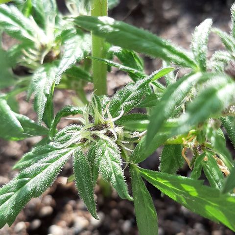 MANDARINE KUSH growlog photo: Nacimiento de pitilos y flores 