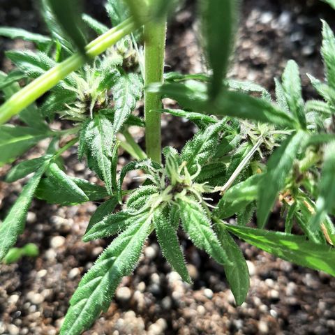 MANDARINE KUSH growlog photo: Nacimiento de pitilos y flores 