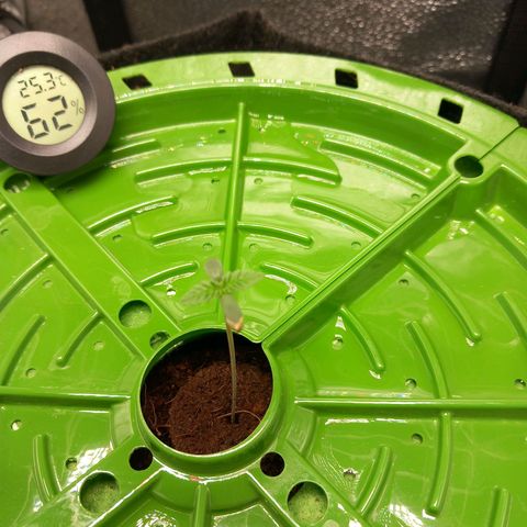 Pineapple skunk growlog timeline photo