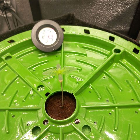 Pineapple skunk growlog timeline photo