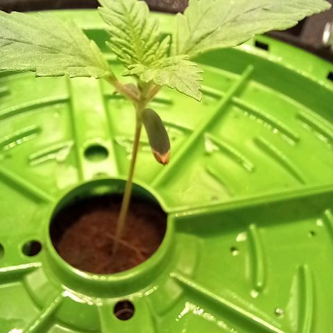 Pineapple skunk growlog timeline photo