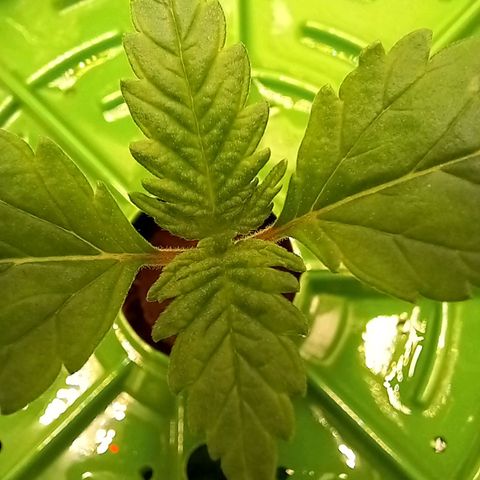 Pineapple skunk growlog timeline photo