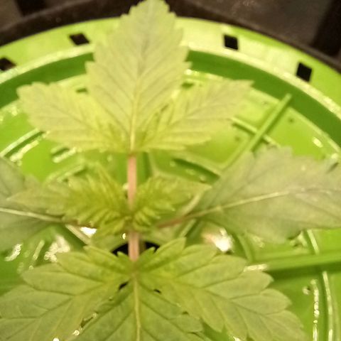 Pineapple skunk growlog timeline photo
