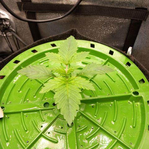 Pineapple skunk growlog timeline photo
