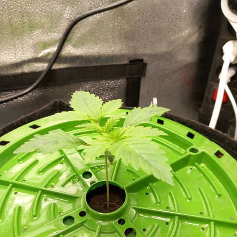 Pineapple skunk growlog timeline photo