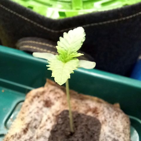Pineapple skunk growlog timeline photo