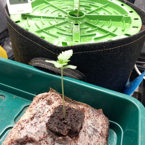 Pineapple skunk growlog timeline photo