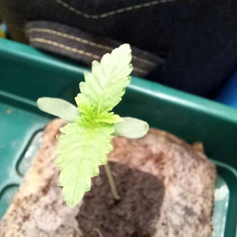 Pineapple skunk growlog timeline photo