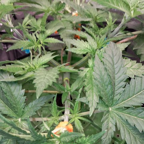 Pineapple skunk growlog timeline photo