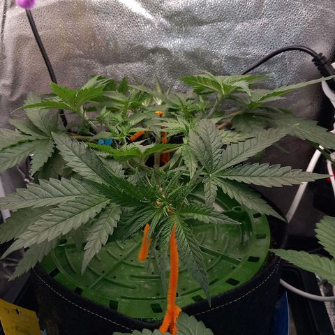 Pineapple skunk growlog timeline photo