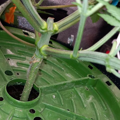 Pineapple skunk growlog timeline photo