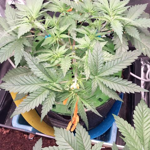 Pineapple skunk growlog timeline photo