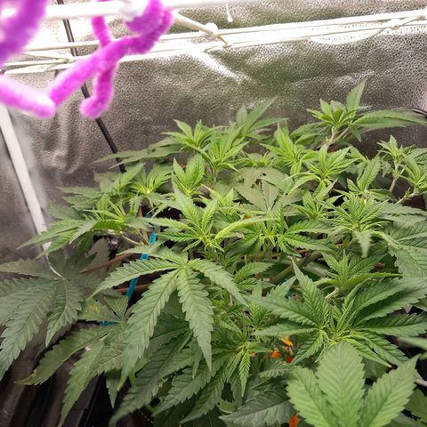 Pineapple skunk growlog timeline photo