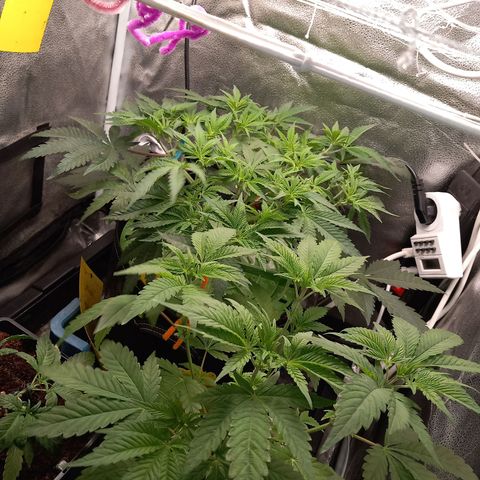 Pineapple skunk growlog timeline photo