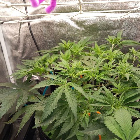 Pineapple skunk growlog timeline photo