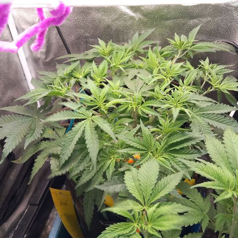Pineapple skunk growlog timeline photo