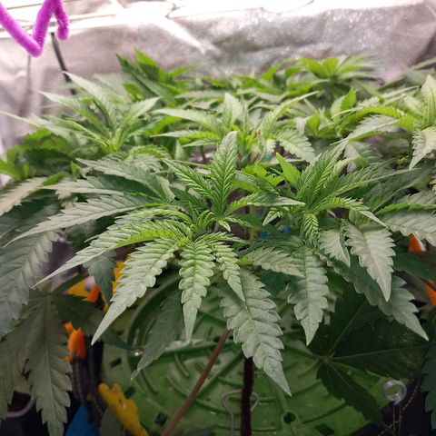 Pineapple skunk growlog photo: Dernière semaine de cro.