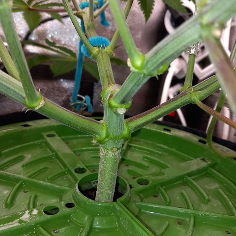 Pineapple skunk growlog photo: Dernière semaine de cro.