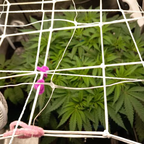 Pineapple skunk growlog photo: Dernière semaine de cro.